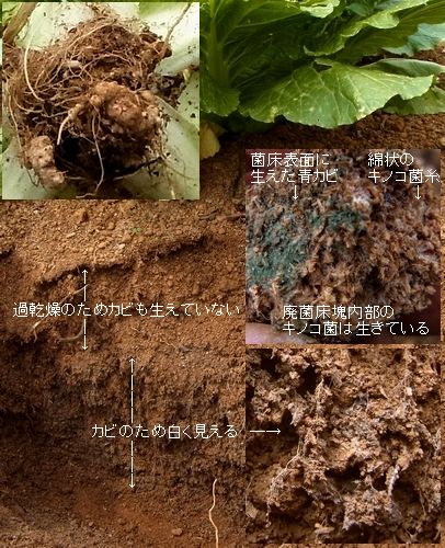 過乾燥の土壌状態
